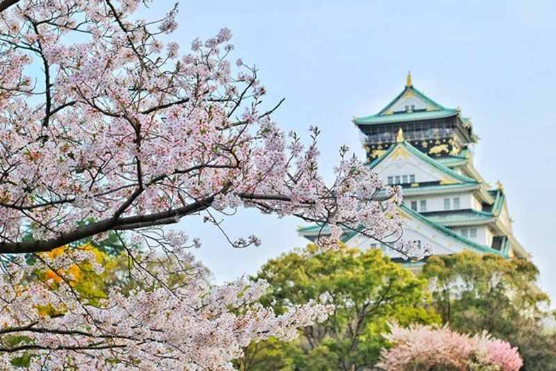 英語で 花より団子 お花見を英語で説明できるようになろう