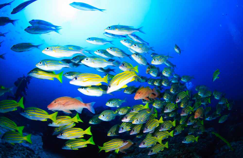 英語で「海にはたくさん魚がいる？！」の意味は！？知っておくと便利な英語のイディオム集！
