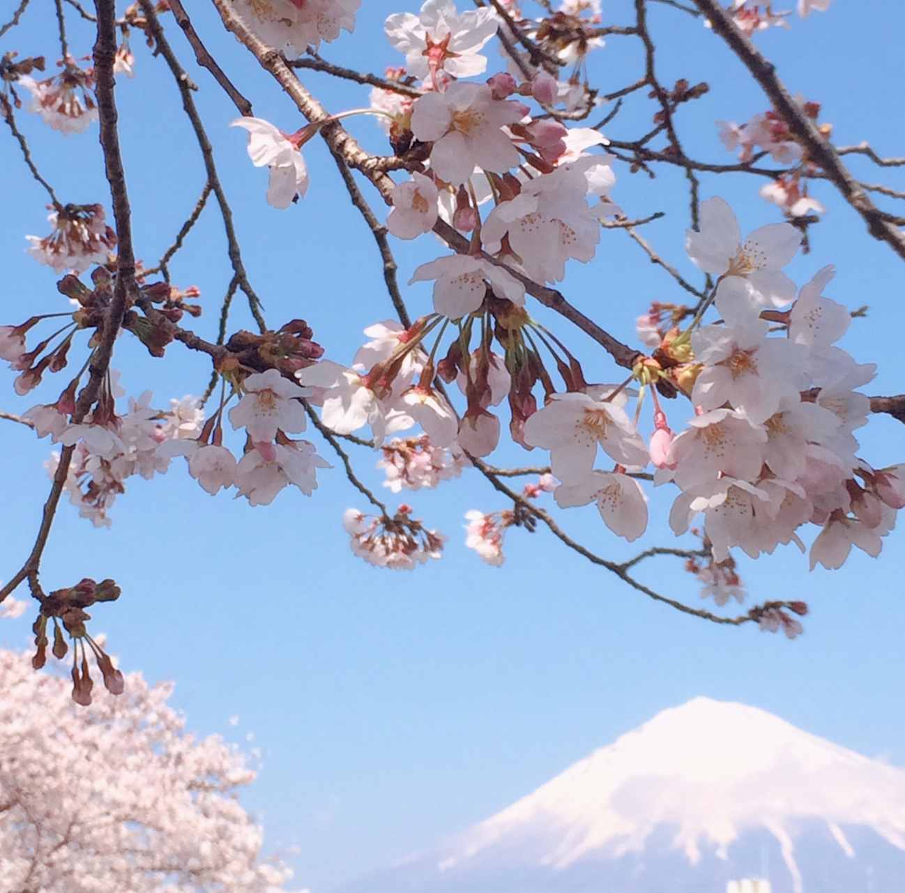 桜のシーズンの英語