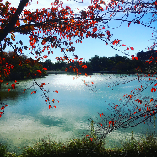 Autumn is my favourite time in Japan. by Shannon