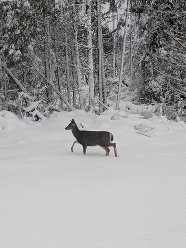 Winter Adventures by Eric