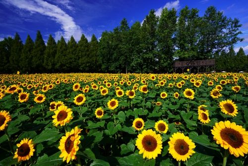 Summer Flowers and Gardening by Louise