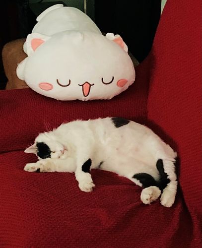 Stories About My Favourite Pet: Meet Chicco!by Angelica
