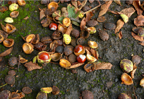Chestnut animals by Rune