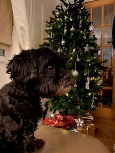 Christmas in the UK! by Ines
