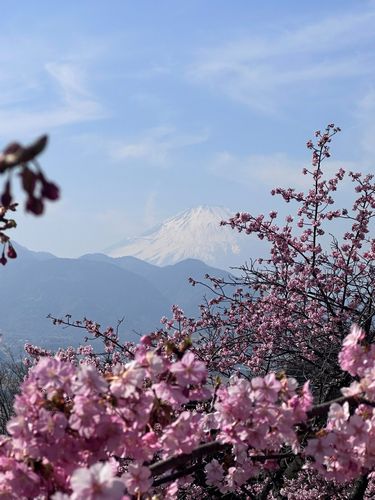 Welcoming Spring: My First Cherry Blossoms of the Year by Angelica