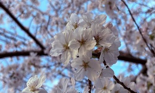 Cherry blossoms in Nerima by Gabrielle