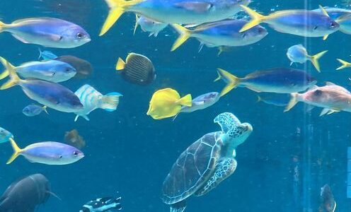 Kasai Rinkai Sea Life Park by Andrea
