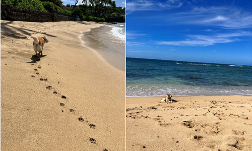 A Trip Back Home to Hawaii Part 1 by Rachel