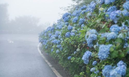 A Gentle Day in the Rain by Andrea