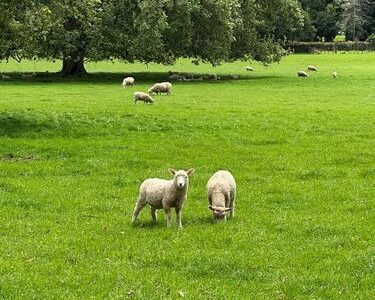 ニュージーランドで出会った癒しの時間 ！