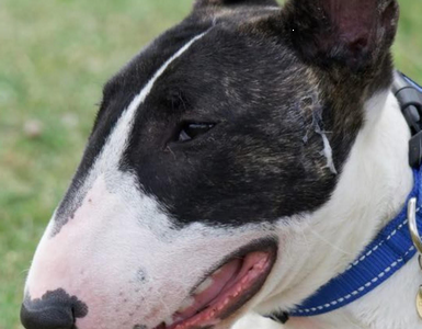 Iconic British breeds of dogs by Laura