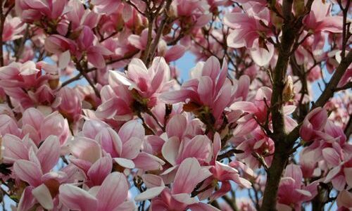 Spring Memories and Magnolia Blossoms by Bethany