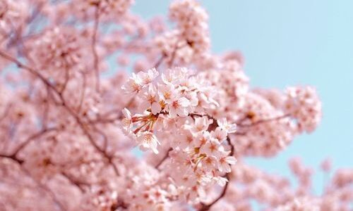 🌸🌹 Six Words to Welcome Spring by Amie