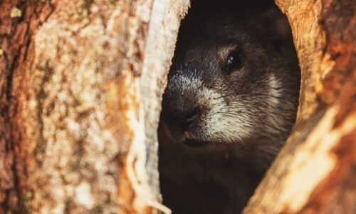 Groundhog Day: North America’s Way to Welcome Spring by Rachel