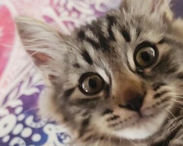 Monster: the cutest evil kitten you’ll ever meet by Heather