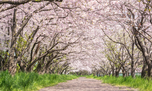 A Moment to Remember Beneath the Sakura by Micah