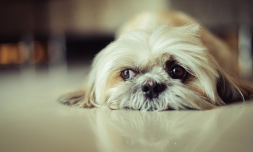 Ai’s Very Small… Mistake?