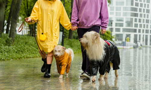 What Do You Wear When It Rains? by Alex.A