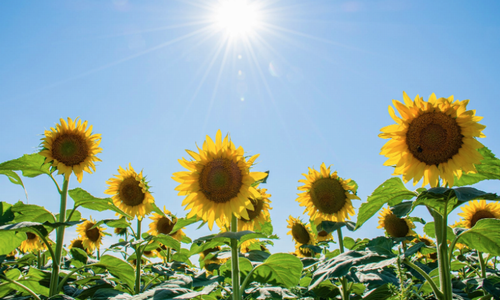 Summer in Japan and the Philippines: Two Beautiful Summers by Elena