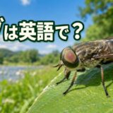 葉に止まるアブと「アブは英語で?」の文字