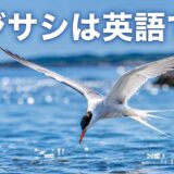 海面へ急降下するアジサシと「アジサシは英語で？」の文字