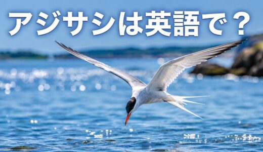 アジサシは英語で？ternの発音・複数形とカモメgullとの違い