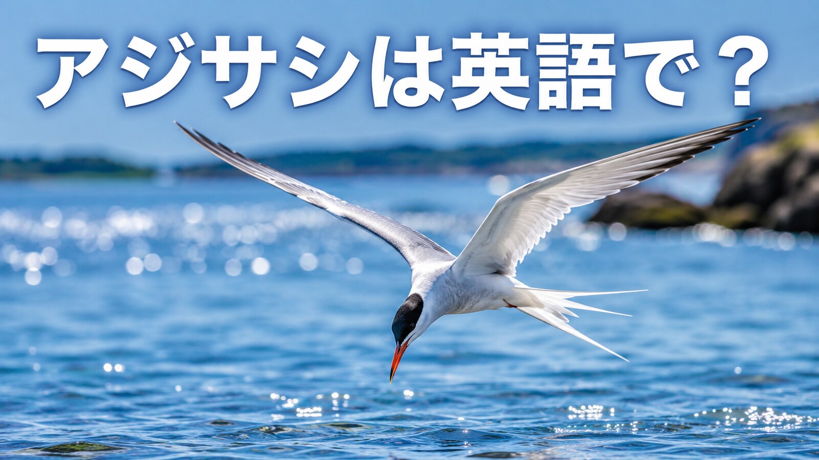 海面へ急降下するアジサシと「アジサシは英語で？」の文字