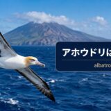 海上を飛ぶアホウドリと「アホウドリは英語で？」の文字