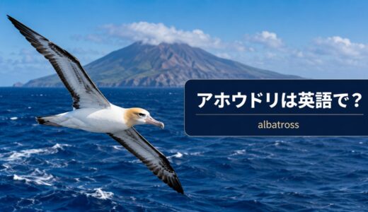 アホウドリは英語で？albatrossの発音・複数形とshort-tailed albatross、比喩の意味