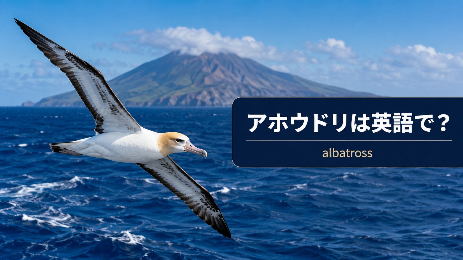 アホウドリは英語で？albatrossの発音・複数形とshort-tailed albatross、比喩の意味