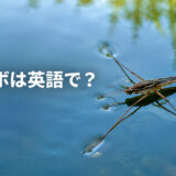 アメンボは英語でwater strider|水面に立つアメンボ