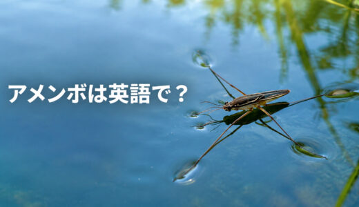 アメンボは英語で？water strider・pond skaterの米英差と水に沈まない仕組み