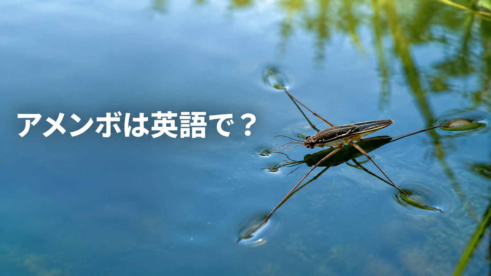 アメンボは英語で？water strider・pond skaterの米英差と水に沈まない仕組み