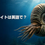 ジュラ紀の海を泳ぐアンモナイトと「アンモナイトは英語で?」の文字