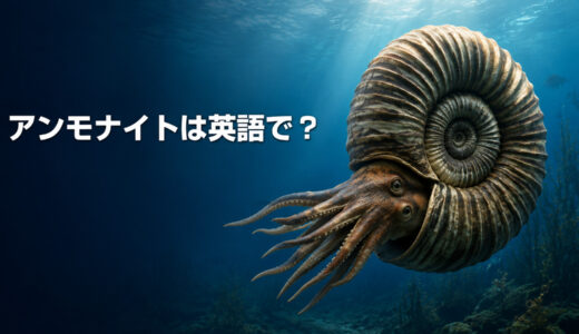 アンモナイトは英語で？ammoniteの発音・語源とオウムガイとの違い