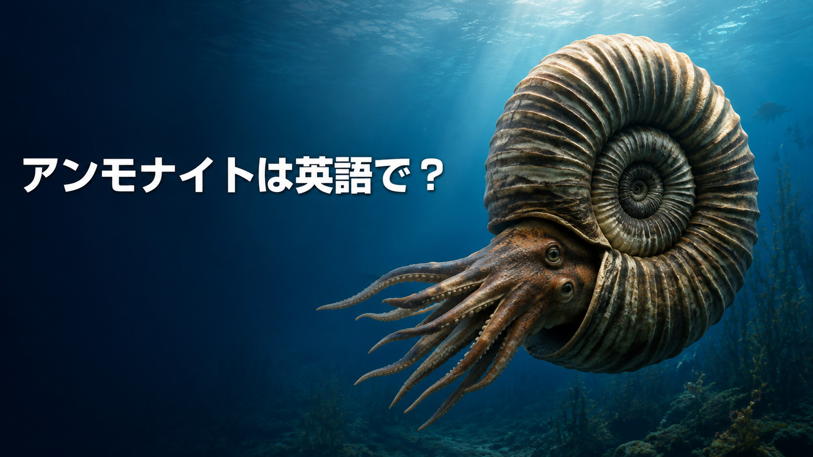 アンモナイトは英語で？ammoniteの発音・語源とオウムガイとの違い