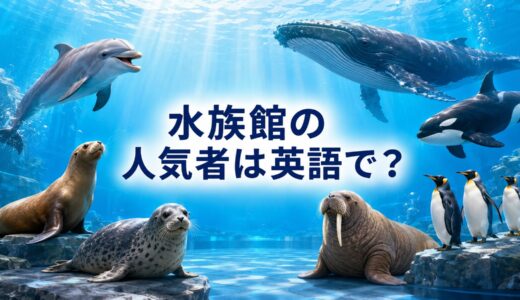 水族館で人気の海の生き物・海獣の英語一覧｜イルカ・クジラ・シャチ・アザラシ・ペンギン