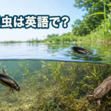 池の水面と水中にいる水生昆虫と「水生昆虫は英語で?」の文字