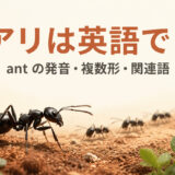 アリは英語でantと示したアイキャッチ