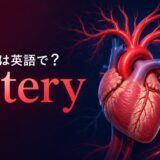 「動脈」は英語でartery|心臓から枝分かれする動脈を示したアイキャッチ