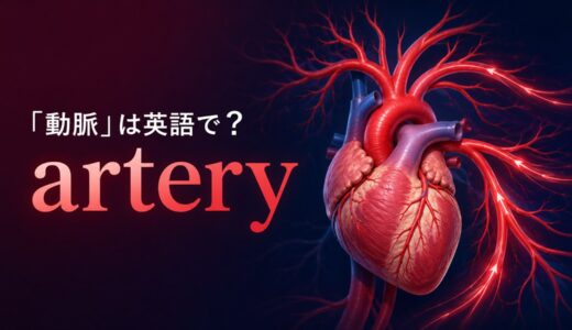 「動脈」は英語で？arteryの発音・複数形、veinとの違いとaortaの意味