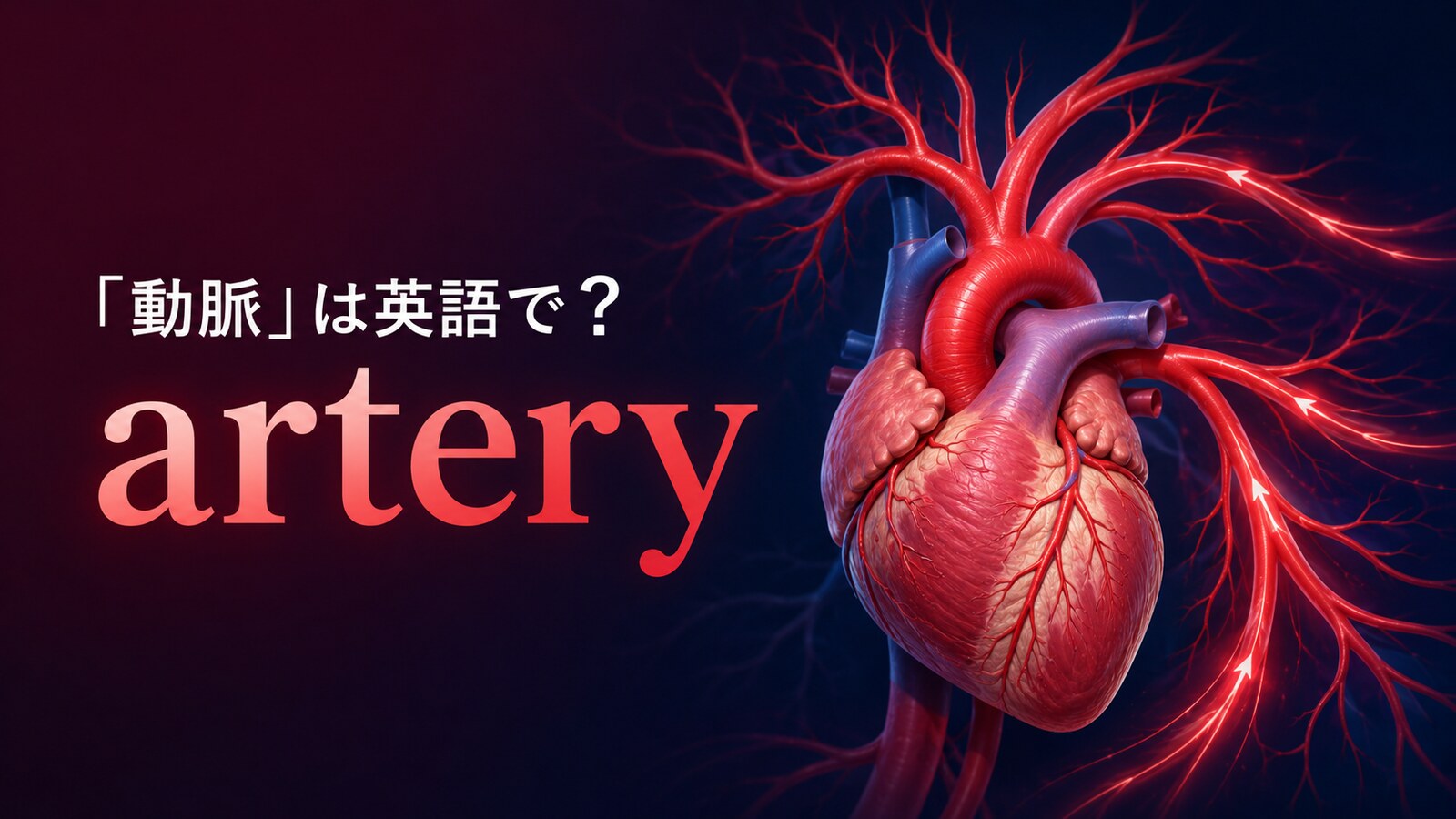 「動脈」は英語でartery｜心臓から枝分かれする動脈を示したアイキャッチ