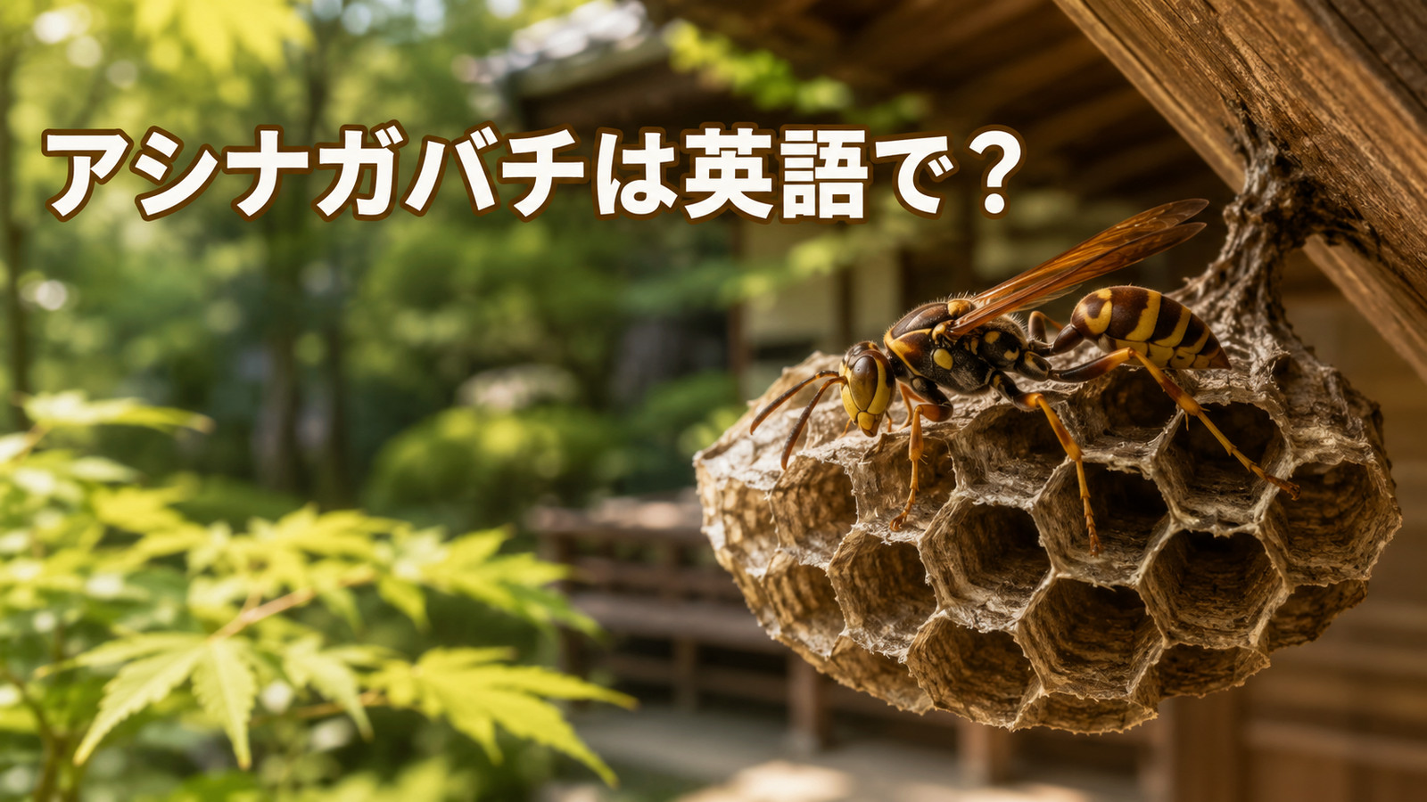 開放型の巣に止まるアシナガバチと「アシナガバチは英語で?」の文字