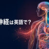 「自律神経」は英語でautonomic nervous system｜心臓や消化器を調整する神経のアイキャッチ