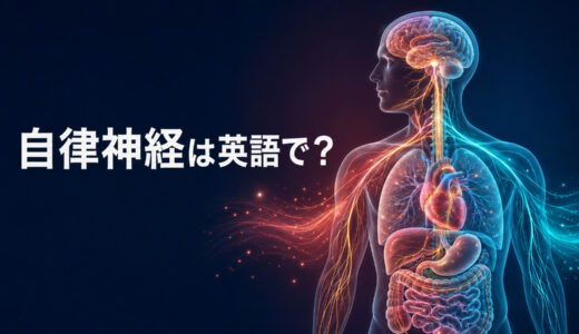 「自律神経」は英語で？autonomic nervous systemの発音・意味と交感神経・副交感神経