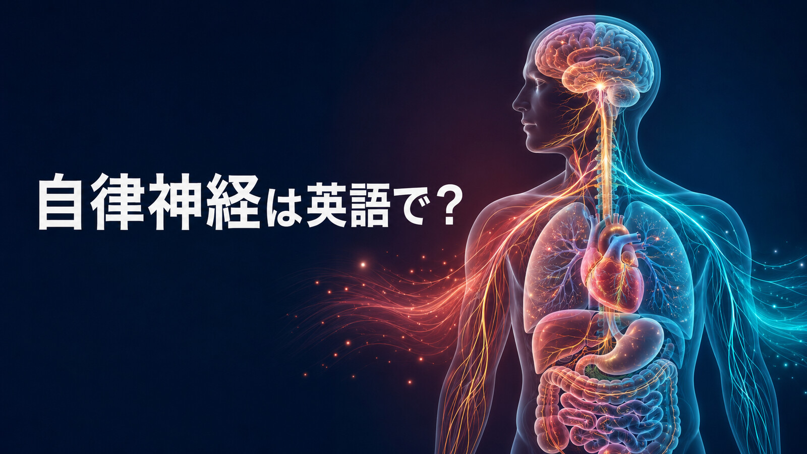 「自律神経」は英語でautonomic nervous system|心臓や消化器を調整する神経のアイキャッチ
