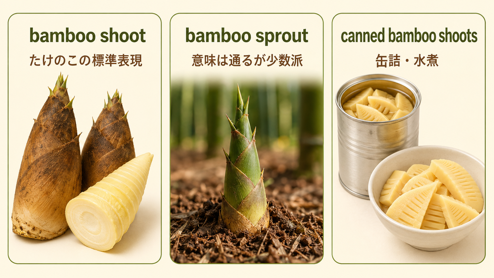bamboo shoot、bamboo sprout、canned bamboo shootsの違いを示した比較画像