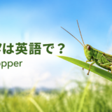バッタは英語でgrasshopperと紹介する草原のアイキャッチ