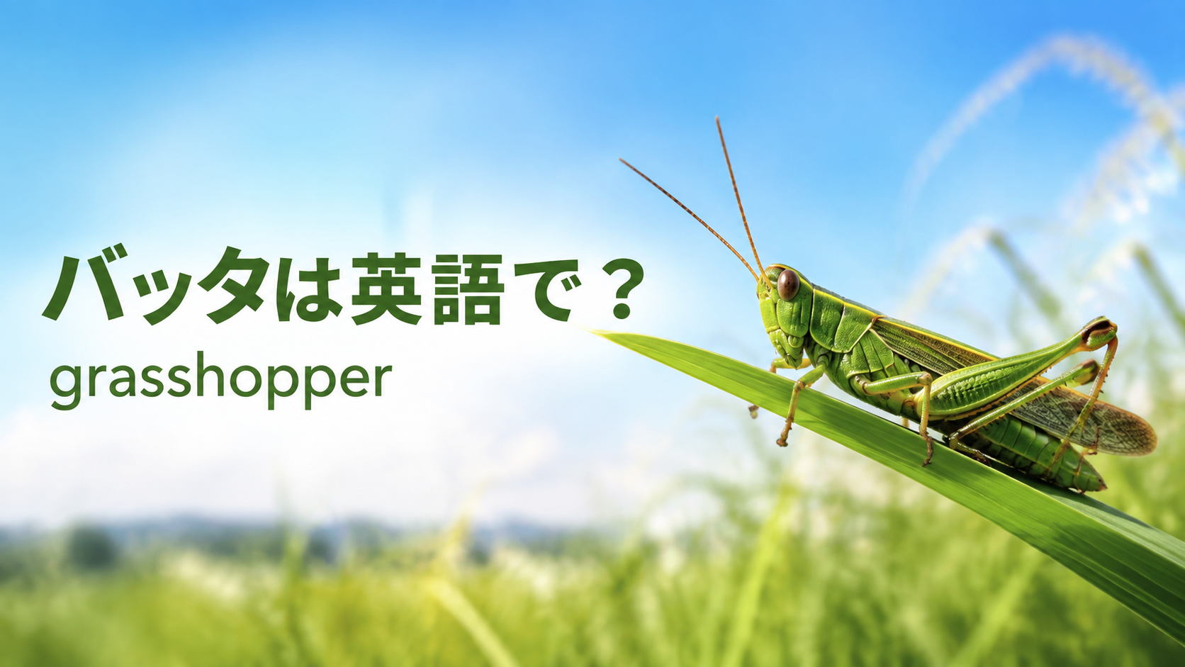 バッタは英語で？grasshopperの発音・名前の由来とlocust、cricketとの違い